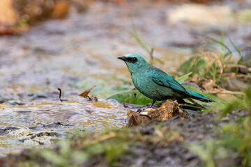 Verditer Flycatcher, Eumyias thalassinus.