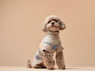 Curly cute dog in a sweater. Small funny chocolate poodle on a beige background