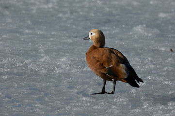 A duck walking on the ice of the lake