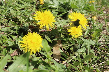 Dandelion in green grass. Spring time. Sunny day. Yellow flower in the forest. First flowers in spring