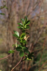 Fototapeta premium A young branch isolated against a blue background. Blue spring sky. Birch seeds and pollen