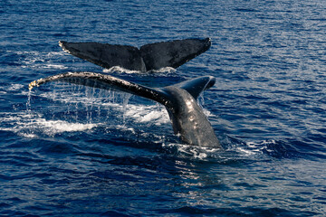 Hawaii Humpback Whale's tails