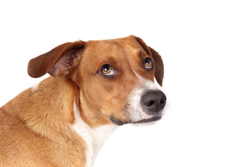 Shy dog looking up at camera with head tilted. Isolated puppy dog with timid, scared or afraid body language. 1 year old harrier mix dog, brown white short hair. Selective focus. White background. - obrazy, fototapety, plakaty