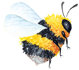 Bees painted by watercolor.Hand drawn insect illustration.