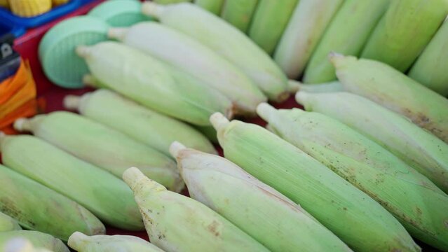 Cooking corn on a fire, Close-up, Hands hold a cob of corn, Slow motion