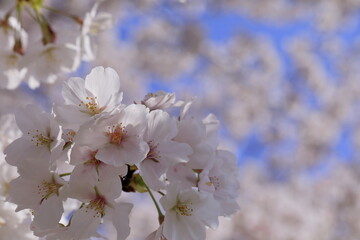 日本の春、桜