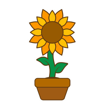 sunflower in pot vector, clipart, illustration