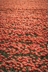Colourful tulip fields, captured in The Netherlands during Spring season