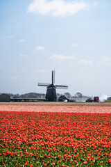 Windmill in tulip fields, captured in The Netherlands during Spring season