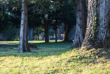 autumn in the park