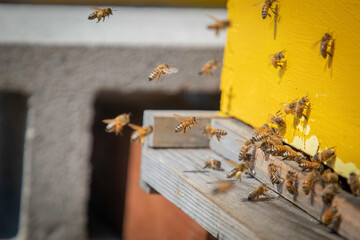Bees flying into and out of their bee hive