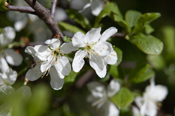 Naklejka na ściany i meble white flowers fruit trees closeup spring nature