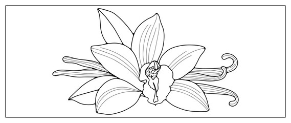 Vector black and white illustration with vanilla flowers for coloring books, decor, covers, backgrounds, presentations
