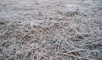 Frozen grass on the fields. Frosty winter morning macro. Cold weather background concept. Hoarfrost morning weather.