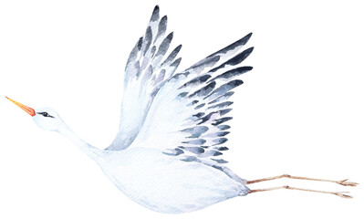 Heron birds watercolor.Hand drawn animal.Egret bird.Poultry flying.