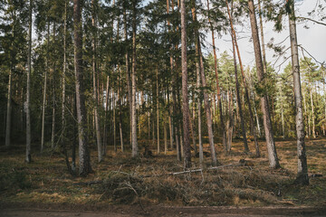 Forest landscape view. Concept of nature preservation.