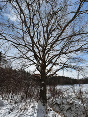 Fototapeta premium A bare tree with no leaves on the branches. Winter tree.
