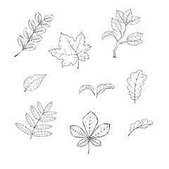 Autumn leaves set. Hand drawn illustration