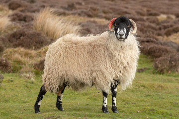 Fototapeta premium Close up of a Dalesbred ewe in Springtime, facing camera on managed open grouse moorland with grasses and heather background. Nidderdale, Yorkshire. Copy space, horizontal.