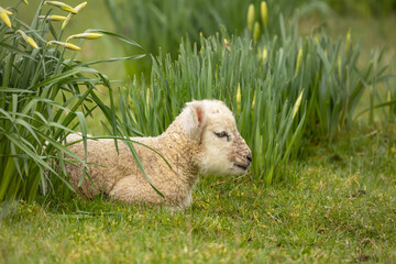 Close up of a newborn lamb, laying down amongst a clump of daffodils and facing right.  Concept:...