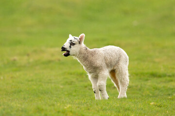 Young lamb in Springtime, facing left and bleating for her mum in rainy weather.  Yorkshire Dales, UK.  Clean, green background. Horizontal.  Space for copy. © Moorland Roamer