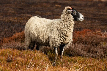 Close up of a Swaledale ewe in Springtime, facing right on managed open grouse moorland with burnt heather background.  Nidderdale, Yorkshire.  Copy space, horizontal.