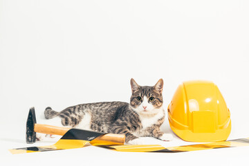tiger cat lying with some tools for handyman like helmet, pliers, saw, hard hat and spirit level