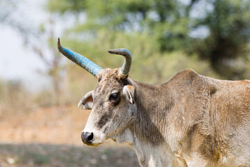 portrait of a cow with blue  painted horns 