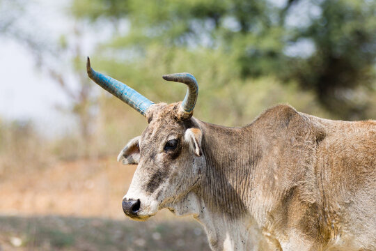 portrait of a cow with blue  painted horns 