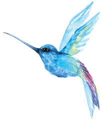 Humming bird painted in watercolor.Abstract and fantasy style bird illustration.Watercolor painted animals.