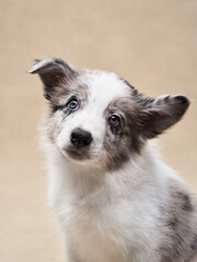 playful puppy on a beige background. one month old border collie in studio. Dog in studio 
