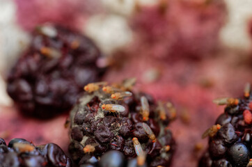 Fruit flies have found some blackberries that are going off, they are having a feast