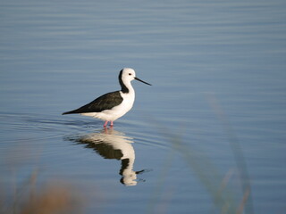 Black-winged stilt with reflection standing in blue lake water in Australian wetland