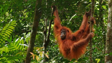 Wild Orangutan swinging in tropical jungle of Sumatra in Indonesia - obrazy, fototapety, plakaty