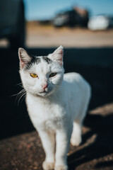 white cat on the roof