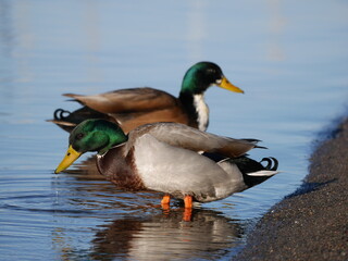 Two green headed mallard ducks standing in the water