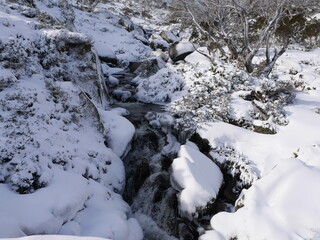 Snow covered stream in the victorian alpine region of Australia. Winter landscape of a flowing river winding through snow gum trees covered in snow and ice