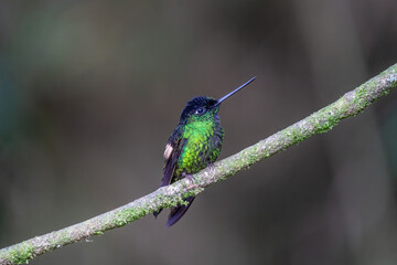 Green Hermit, Phaethornis guy, rare hummingbird from Costa Rica, green bird flying next to beautiful red flower with rain, action feeding scene in green tropical forest, animal in the nature habitat.