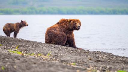 Ruling the landscape, brown bears of Kamchatka (Ursus arctos beringianus)