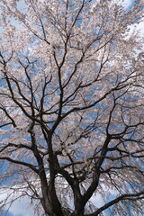 春・満開のしだれ桜の古木