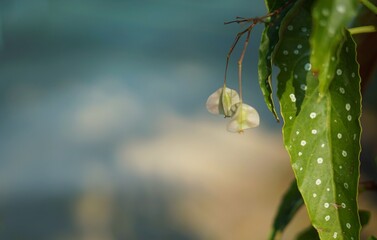 Firewood name begonia.