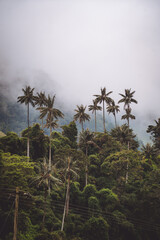 Fototapeta na wymiar Highest Coconut Palm Trees Cocora Valley in Salento, Disney Village in Colombia
