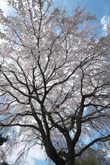 春・満開のしだれ桜の古木