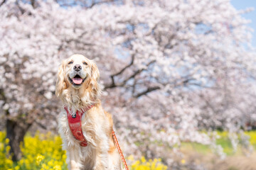 青毛堀川／ゴールデンレトニエル
