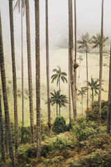 Highest Coconut Palm Trees Cocora Valley in Salento, Disney Village in Colombia
