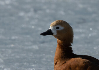 A duck walking on the ice of the lake
