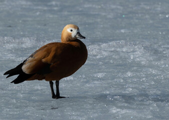 A duck walking on the ice of the lake
