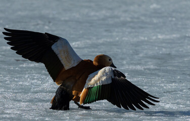 A duck walking on the ice of the lake