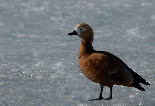 A duck walking on the ice of the lake