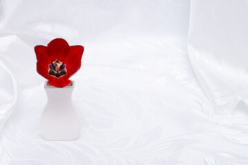 Abstract background - a red flower in a vase on a white background.